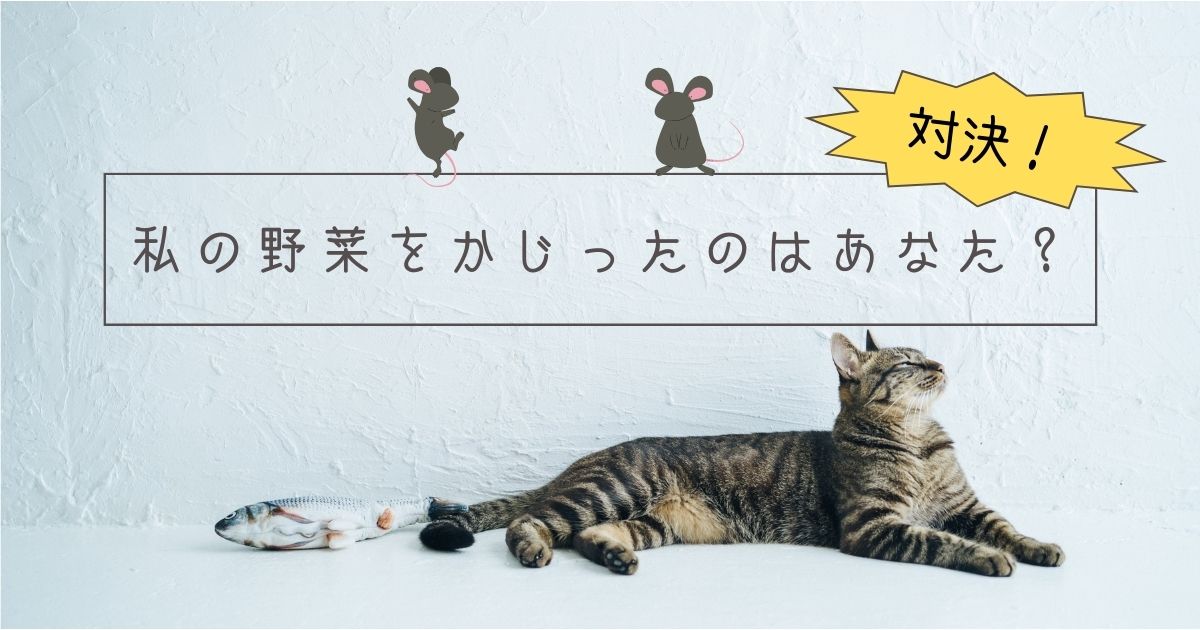 【対決】私の野菜をかじったのはあなた？【おさ】 -リアル他拠点日記