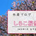 【白子まちガーデンで開催】しらこ温泉桜祭りで早咲き桜とお祭り屋台を堪能【おさ】 -リアル多拠点日記