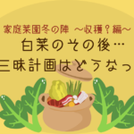 白菜のその後・・・鍋三昧計画はどうなった？｜家庭菜園冬の陣～収穫？編～　-リアル多拠点日記