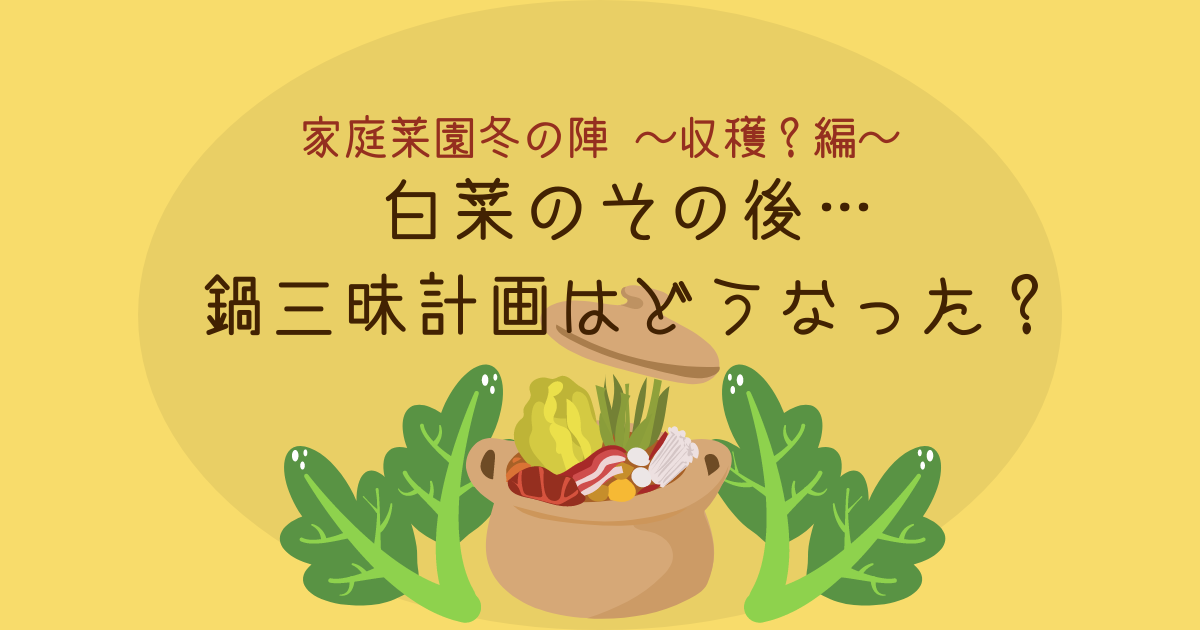 白菜のその後・・・鍋三昧計画はどうなった？｜家庭菜園冬の陣～収穫？編～　-リアル多拠点日記