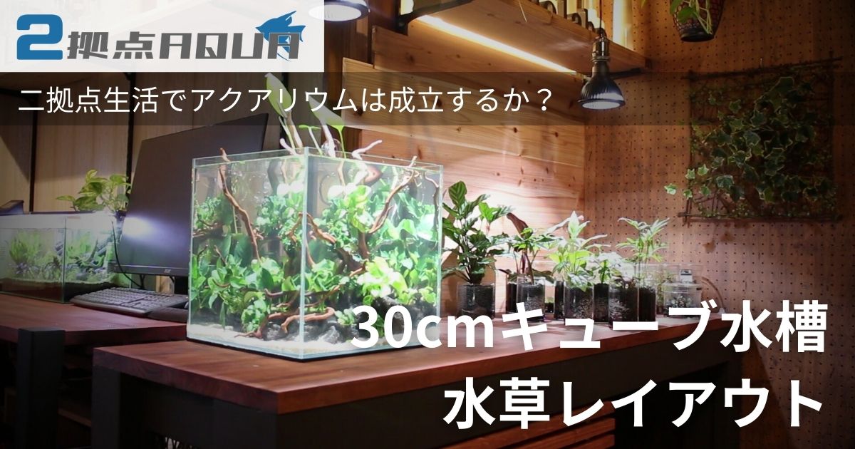 【２拠点アクア】30cmキューブ水草レイアウト|二拠点生活でアクアリウムは成立するか？【9】