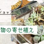 【海小屋ワークショップ】多肉植物の寄せ植えを作る【ソトボンヌ】 -リアル多拠点日記