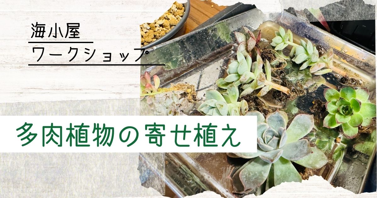 【海小屋ワークショップ】多肉植物の寄せ植えを作る【ソトボンヌ】 -リアル多拠点日記