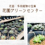 【花苗・多肉植物が充実】深谷市にある『花園グリーンセンター』でお宝探し【おさ】 -リアル多拠点日記