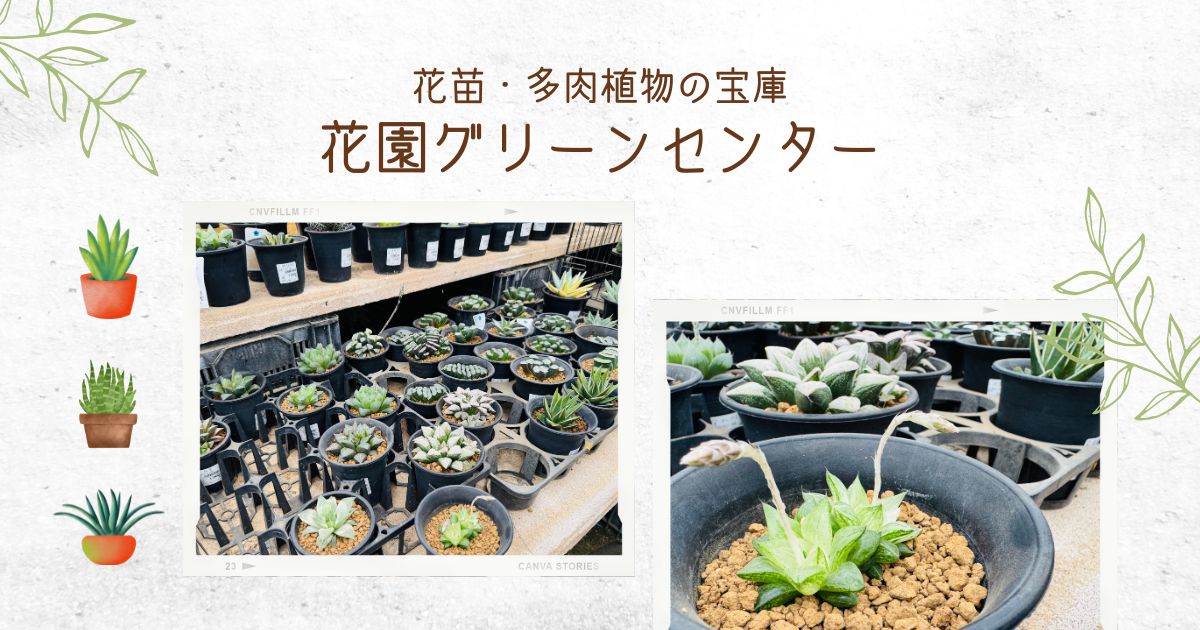 【花苗・多肉植物が充実】深谷市にある『花園グリーンセンター』でお宝探し【おさ】 -リアル多拠点日記
