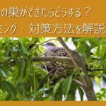 別荘・セカンドハウスで鳥の巣ができたらどうする？｜撤去タイミング・対策方法を解説