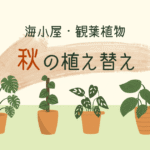 観葉植物の秋の植え替え｜多拠点生活ならではの悩みを解消【おさ】 -リアル多拠点日記