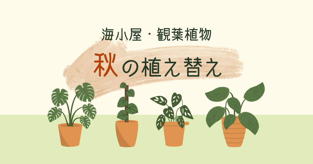 観葉植物の秋の植え替え｜多拠点生活ならではの悩みを解消【おさ】 -リアル多拠点日記