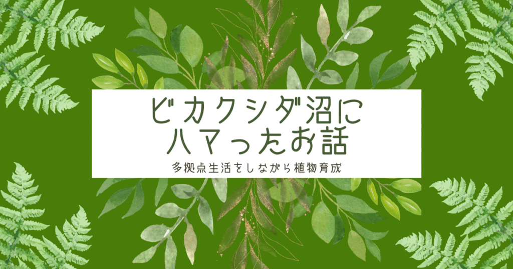 ビカクシダ沼にハマったお話｜多拠点生活をしながら植物育成はできる？ -リアル多拠点日記