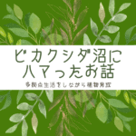 ビカクシダ沼にハマったお話｜多拠点生活をしながら植物育成はできる？ -リアル多拠点日記