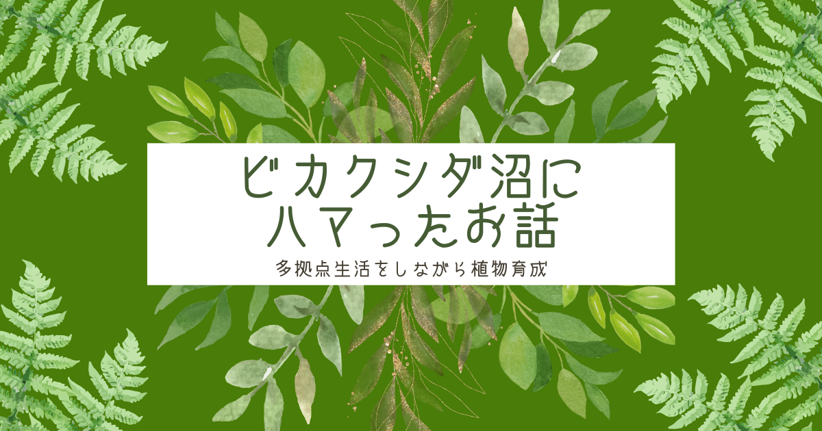 ビカクシダ沼にハマったお話｜多拠点生活をしながら植物育成はできる？ -リアル多拠点日記