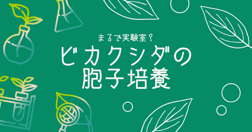 ビカクシダの胞子培養に挑む｜多拠点生活をしながら植物育成はできる？ -リアル多拠点日記