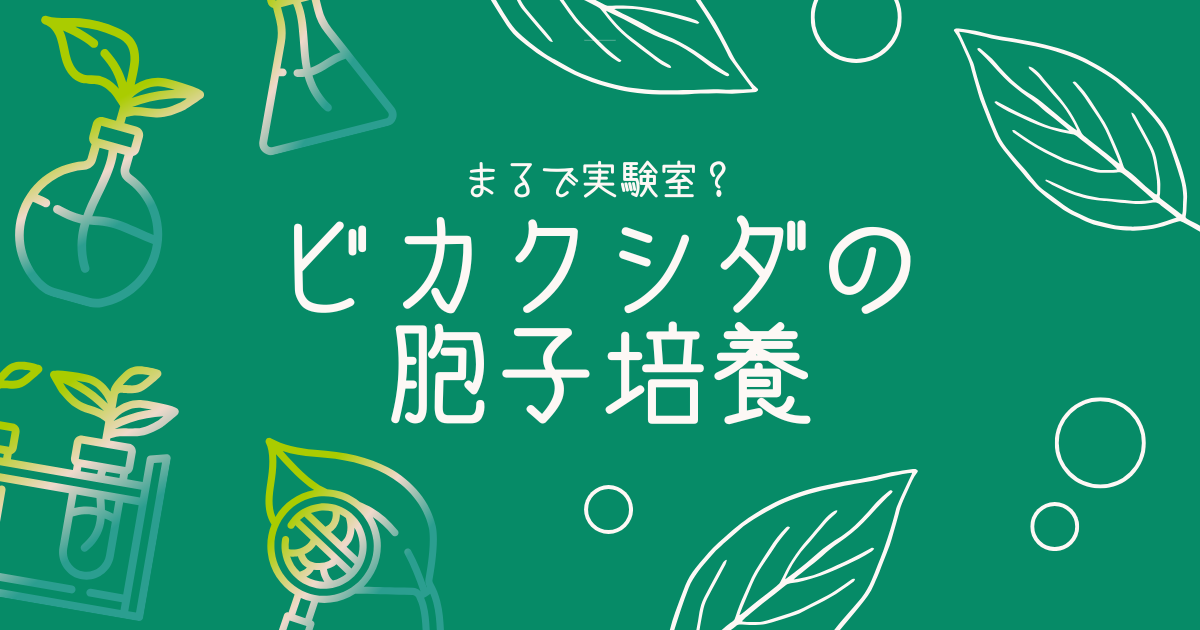 ビカクシダの胞子培養に挑む｜多拠点生活をしながら植物育成はできる？ -リアル多拠点日記