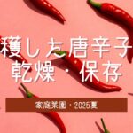 収穫した『しっかり辛いトウガラシ』を乾燥させて保存｜家庭菜園・2025夏 -リアル多拠点日記
