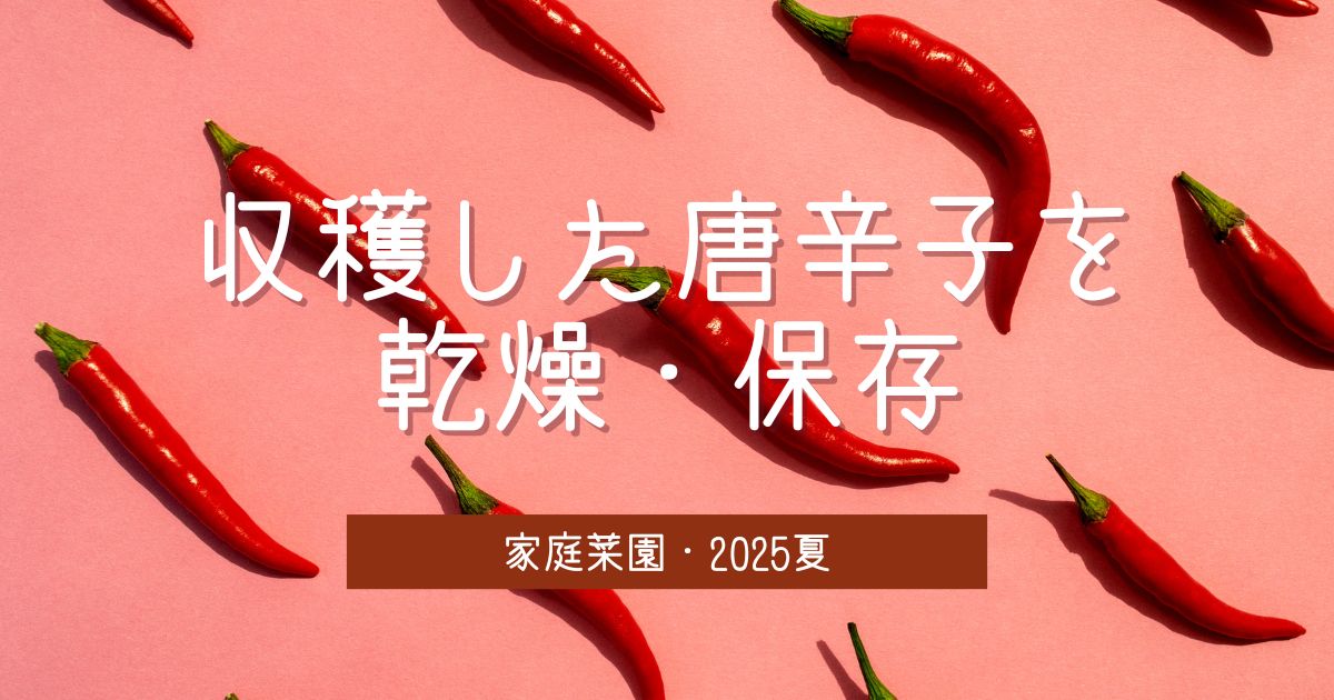 収穫した『しっかり辛いトウガラシ』を乾燥させて保存|家庭菜園・2025夏 -リアル多拠点日記