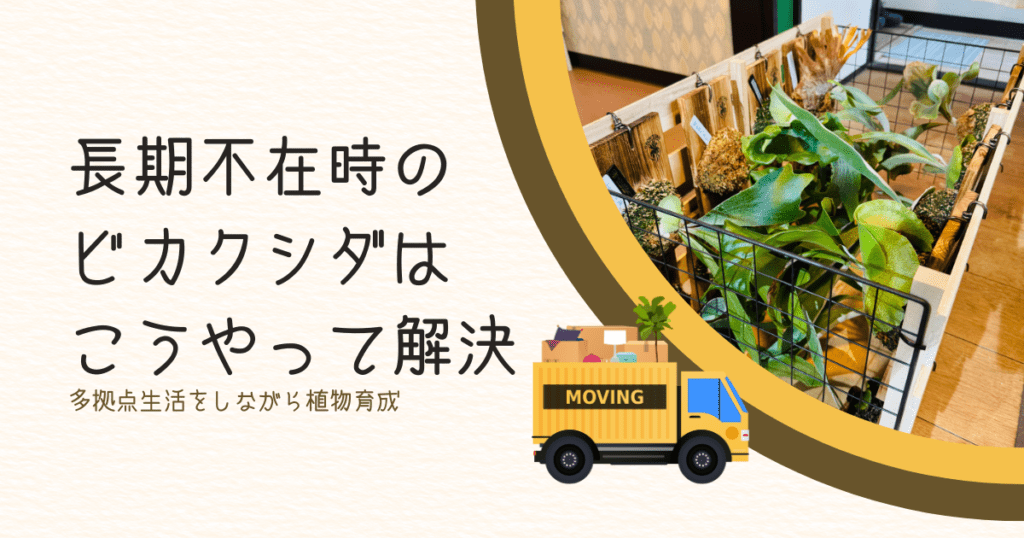 長期不在時のビカクシダはこうやって解決｜多拠点生活をしながら植物育成はできる？ -リアル多拠点日記