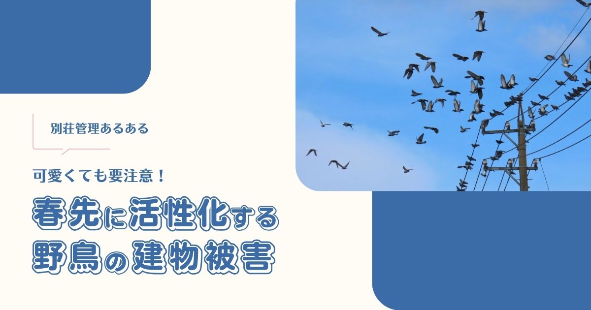 可愛くても要注意！春先に活性化する野鳥や動物の建物被害【別荘管理あるある】 -リアル多拠点日記
