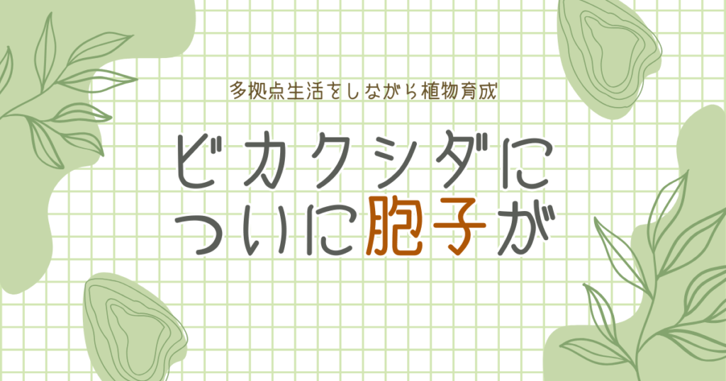 ついにビカクシダに“胞子”ができました｜多拠点生活をしながら植物育成はできる？ -リアル多拠点日記
