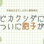 ついにビカクシダに“胞子”ができました｜多拠点生活をしながら植物育成はできる？ -リアル多拠点日記