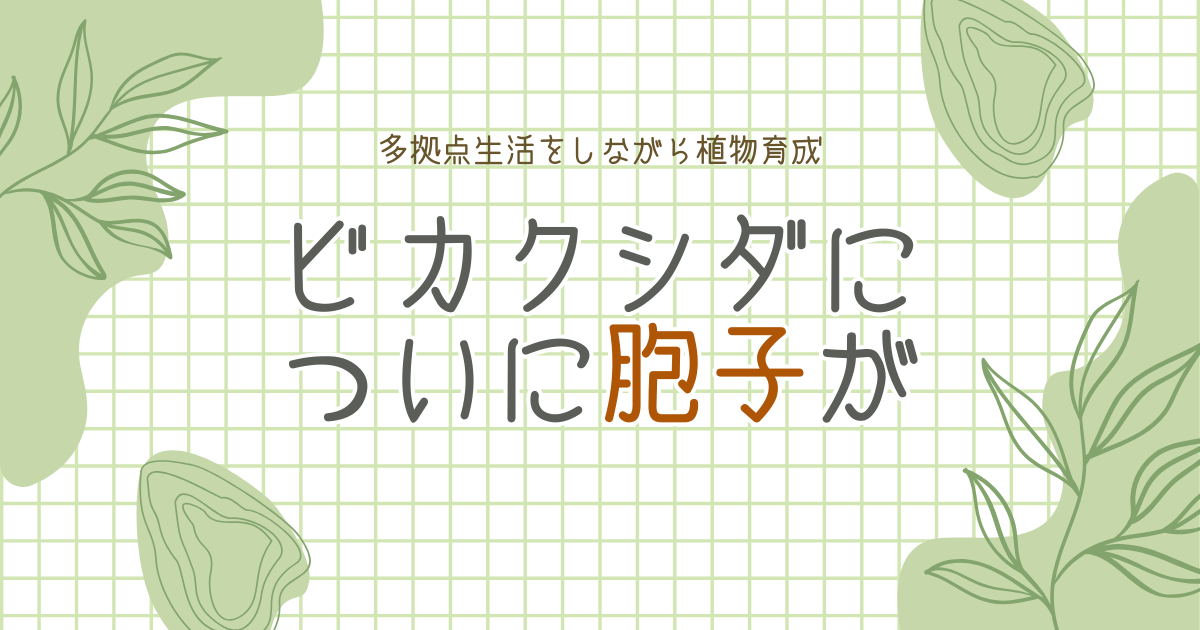 ついにビカクシダに“胞子”ができました｜多拠点生活をしながら植物育成はできる？ -リアル多拠点日記
