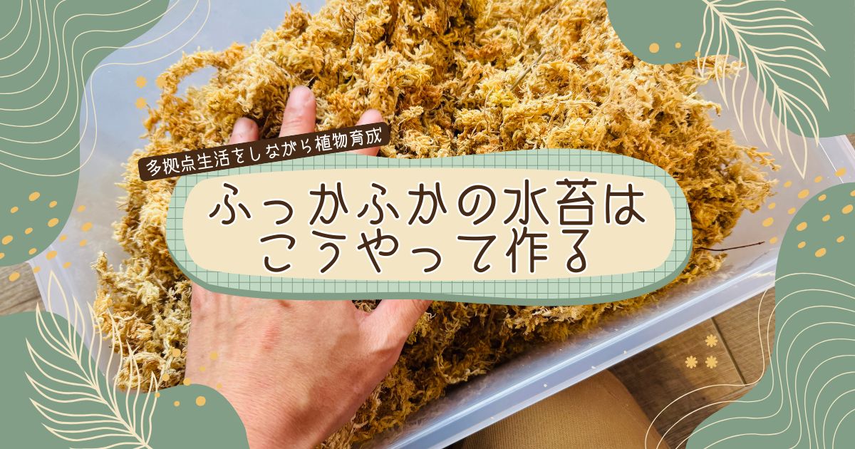 ふっかふかの水苔はこうやって作る｜多拠点生活をしながら植物育成はできる？ -リアル多拠点日記