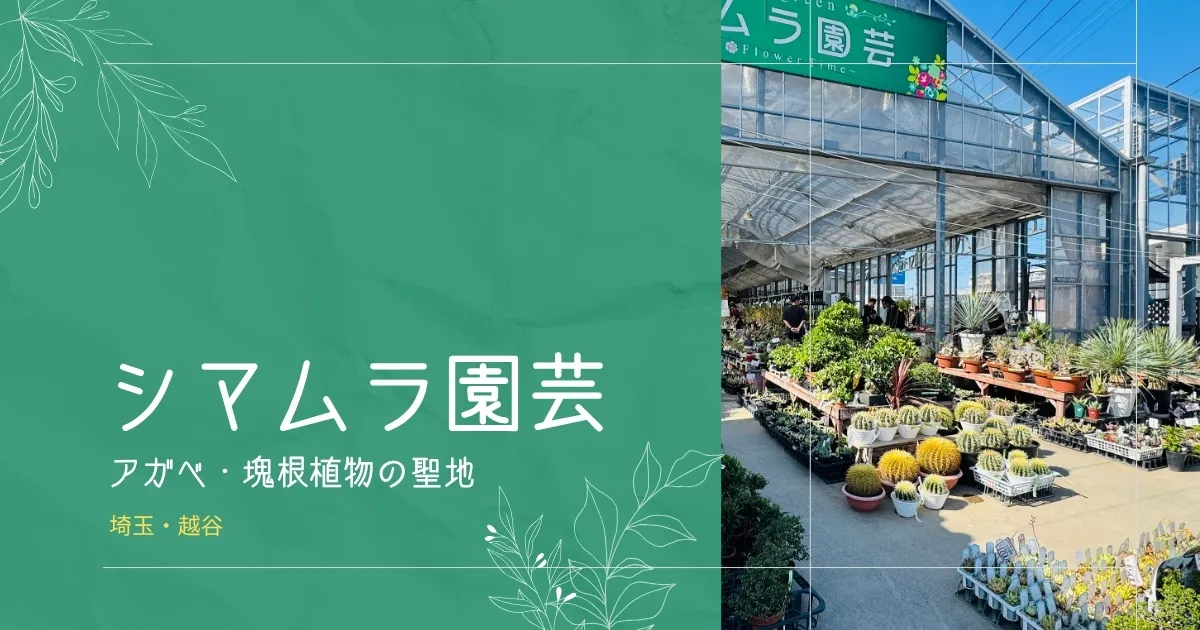 【植物の聖地】埼玉でアガベ・塊根植物・多肉植物を探すなら『シマムラ園芸』- リアル多拠点日記