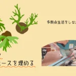 『ビカク壁』のデッドスペースを埋める｜多拠点生活をしながら植物育成はできる？ -リアル多拠点日記